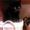 2007-12-13 Panier a chats_l.jpg